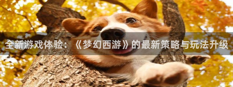 赢咖娱乐测速：全新游戏体验：《梦幻西游》的最新策略与玩法升级